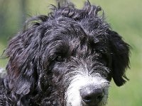 Puppys van Bliss040622-0140